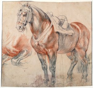 "Un cheval selle" Aquarelle de Pieter Paul Rubens (1577-1640) vers 1616-1618 Vienne Bibliotheque albertina de Peter Paul Rubens
