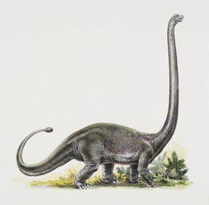 Perfil lateral de um omeisaurus
(foto) de Peter Ross