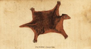 Lêmure voador filipino, Cynocephalus volans.,1800 (gravura) de Peter Simon Pallas
