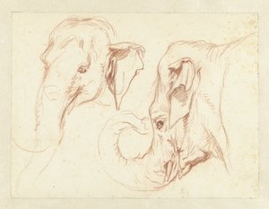 Dois Esboços da Cabeça de um Elefante de Petrus Camper