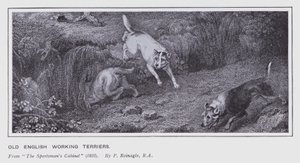Antigo Inglês Trabalhando Terriers (litho) de Philip (after) Reinagle