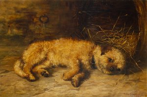 Um filhote de Border Terrier
