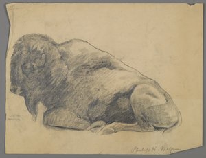 Bison (grafite no papel) de Philip H. Wolfrom