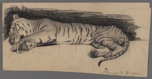 Tigre Adormecido (carvão sobre papel) de Philip H. Wolfrom