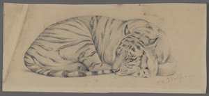 Tigre Adormecido (grafite sobre papel)