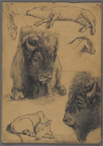Estudos de bisontes, bezerros e cabras (grafite e tinta sobre papel)