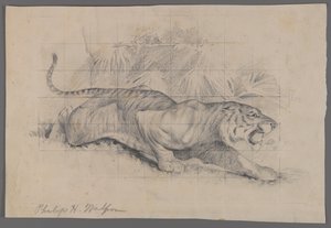Tigre na paisagem (grafite no papel) de Philip H. Wolfrom