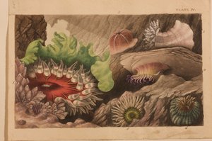 Placa IV, estudo para &39;Actinologia Britannica: Uma História das Anémonas e Corais Britânicos&39;, c.1858-60 (grafite, wc e guache sobre papel)