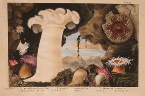 Ilustração I, estudo para &39;Actinologia Britannica: Uma História das Anémonas e Corais Britânicos&39;, c.1858-60 (grafite, wc e guache sobre papel)