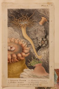 Placa V, estudo para &39;Actinologia Britânica: Uma História das Anêmonas e Corais Britânicos&39;, c.1858-60 (grafite, wc e guache sobre papel)