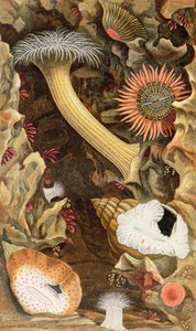 Anêmonas Trancadas de Cobra, placa III de &39;Actinologia Britannica: Uma História das Anêmonas e Corais Britânicos&39;, 1860 (chromolitho)