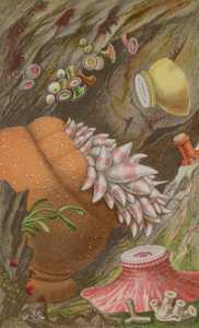 O Crimson Imperial, o Imperial Amarelo e o Globehorn, prato IX da Actinologia Britânica: Uma História das Anêmonas e Corais Britânicos do Mar, 1860 (cromolito)