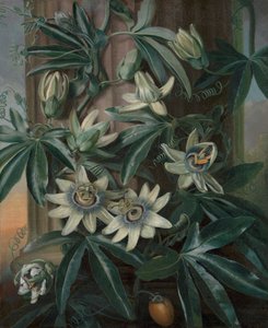 The Blue Passion Flower, para Robert John Thornton