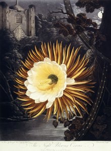 A noite soprando Cereus, 1800