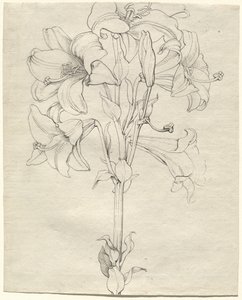 Um talo de lírios com seis flores de Philipp Otto Runge