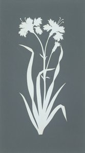 Cravo (colagem sobre papel) de Philipp Otto Runge