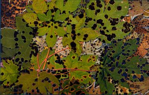 Acer pseudoplatanus: Sycamore atacado pelo fungo preto Rhytisma acerinum, 1907-09 (fotogravura)