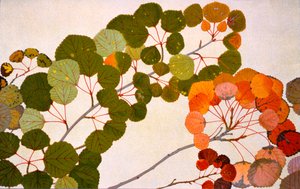 Populus tremula, ou álamo europeu, 1907-09 (fotogravura)