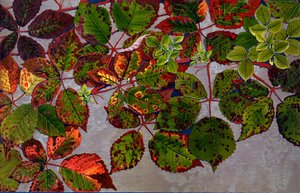 Rubus Fruticosus atacado pelo fungo Rosa Phragmidium Violaceum, 1907-09 (fotogravura)