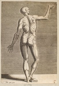 Estudo de uma figura humana com tendões e músculos à mostra, vista de costas