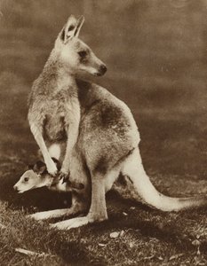 Canguru bebê olhando para fora da bolsa da sua mãe, Austrália (foto p/b)