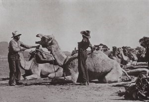 Equipas de camelos com Aborígenes responsáveis fornecem postos remotos na Austrália Central (foto a p/b)