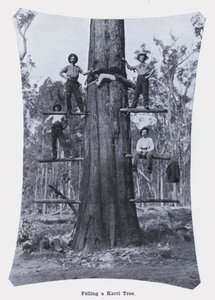 Abate de uma Karri Tree (foto a p/b) de Photographer Australian