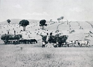Harvesting, New South Wales, c.1900, de `Under the Southern Cross - Glimpses of Australia