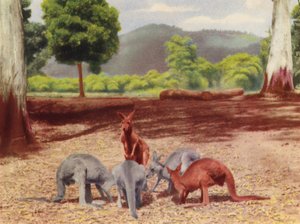 Cangurus (foto a cores)