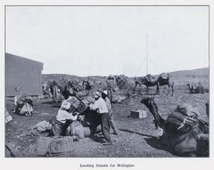 Carregamento de camelos para Nullagine (foto a p/b) de Photographer Australian