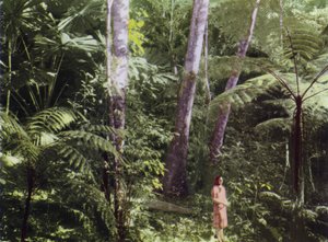 Queensland, Austrália: Selva Tropical (foto)