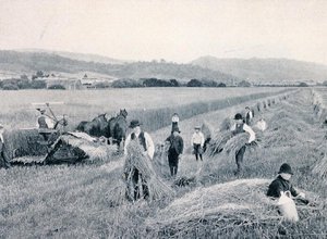 Reaping wheat, Tasmania, c.1900, from `Under the Southern Cross - Glimpses of Australia
