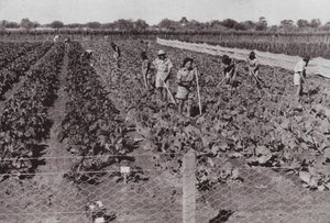 Vegetais cultivados perto da Estrada Transcontinental no chamado País do Deserto, irrigados com Água do Furo (foto a p/b) de Photographer Australian