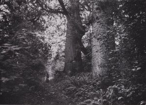 Forest Giants, Stanley Park, Vancouver (foto a p/b) de Photographer Canadian