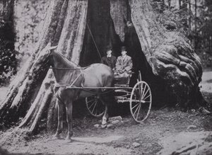 The Big Tree, Stanley Park, Vancouver (foto a p/b) de Photographer Canadian