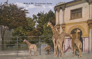 Zoológico de Colônia, Girafas (foto) de Photographer German
