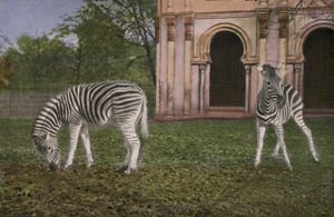 Zoológico de Colônia, Zebras (foto) de Photographer German