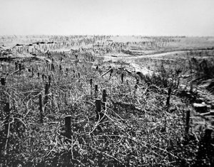 Defesas de arame farpado da posição do Beaurevoir alemão, parte da Linha Hindenburg de Photographer German