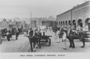 Dray horse, Cervejaria Guinness, Dublin, Irlanda (foto a p/b)