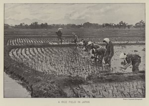 Um campo de arroz no Japão (foto a p/b) de Photographer Japanese