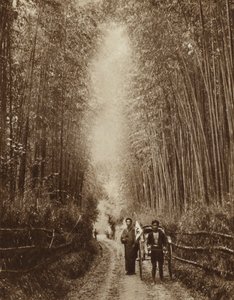 Bamboo grove, Japão (foto a p/b) de Photographer Japanese