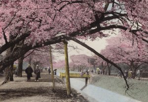Japão, c.1912: Cherry Blossom em Koganei, perto de Tóquio (foto) de Photographer Japanese