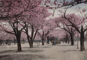 Japão, c.1912: Cherry Blossom no Parque Uyeno, Tóquio (foto) de Photographer Japanese