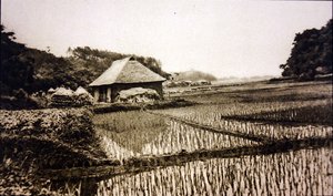 Campos de Arroz no Japão de Photographer Japanese