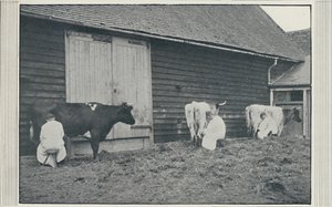 Vacas leiteiras, 1910
