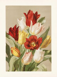 Tulipas, de Ellen Thayer Fisher de Pictufy
