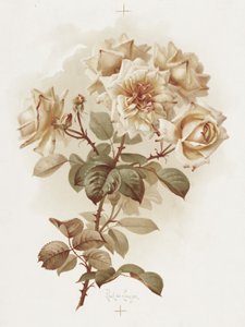 Rosas amarelas; Rosas Reve D