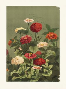 Zínias, de Ellen Thayer Fisher de Pictufy