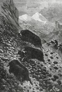 Bois almiscarados, cortados por Edouard Riou (1833-1900) de Blaise Nicolas Le Sueur