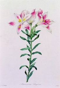 Alstroemeria Peregrina (gravura a cores) de Pierre Joseph Redouté
